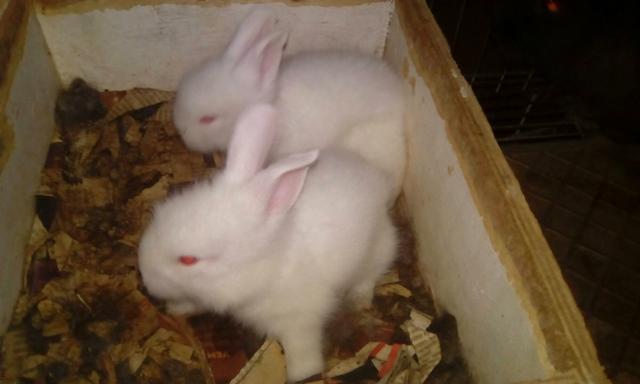 Coelho lion head para reserva