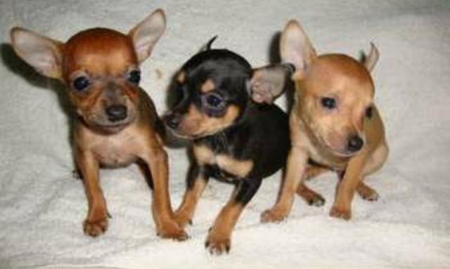 Pinscher 01