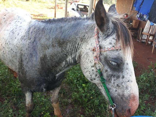 Pônei que sape deitar copreimenta