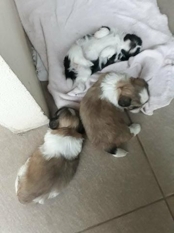 Shithzu.micro 30 dias macho e femia belo presente de Natalsau