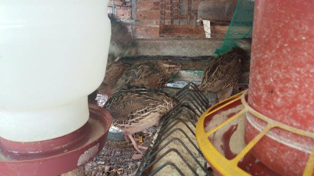 Verde se 24 codorna fêmeas está 110