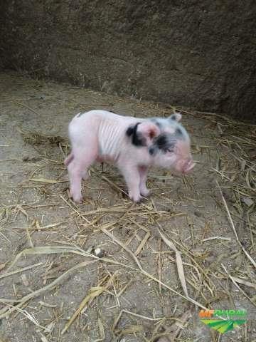 Mini porco / mini pig