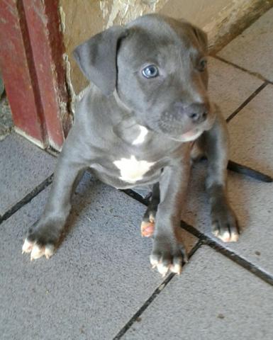 Vendo Fêmea American Staffordshire Blue