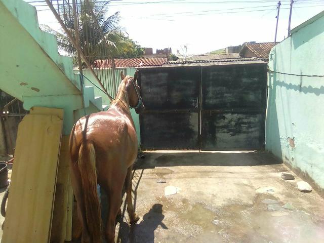 Vendo cavalo