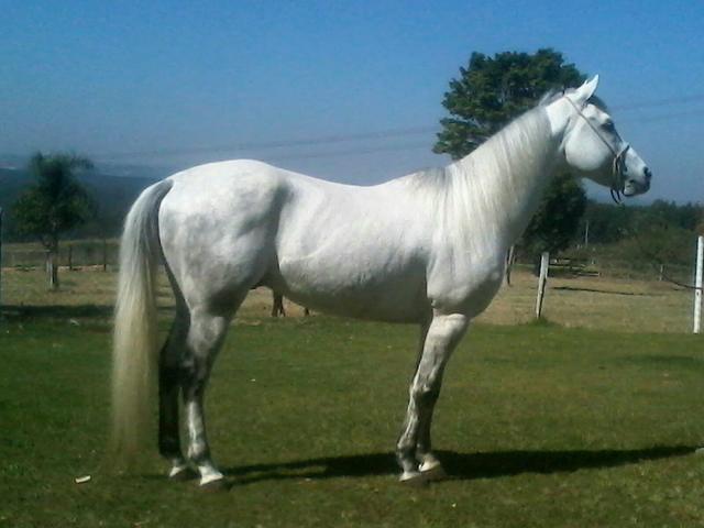 Vendo garanhão QM registrado