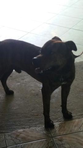 Vendo pitbull macho