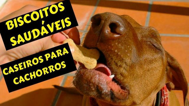 Curso online de biscoitos naturais para cachorro
