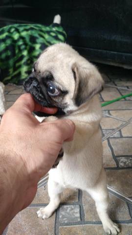 Ultima fêmea pug neta de campeão CBKC