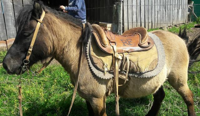 Vende-se um poney registrado preço combinar com o vendedor