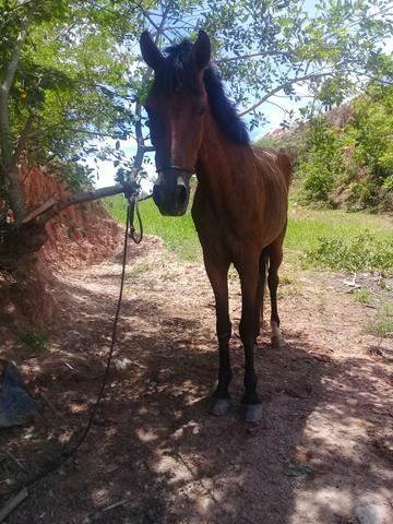 Vendo essa égua