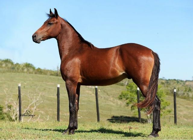 Cavalo MM- Mangalarga Registrado