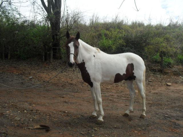 Cavalo Pampa Castrado