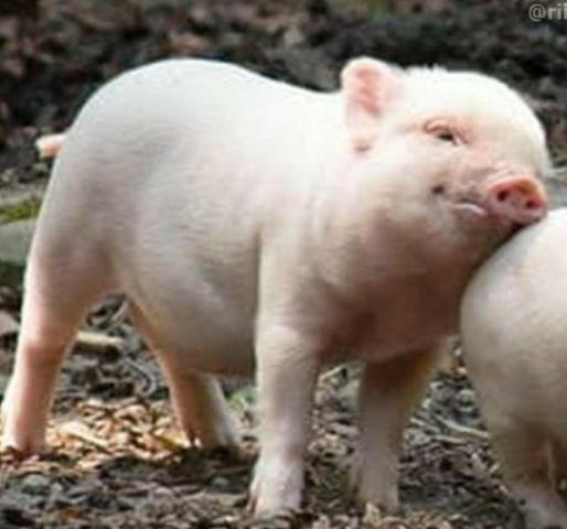 Porco para adoçao(imagem e preço ilustrativo)