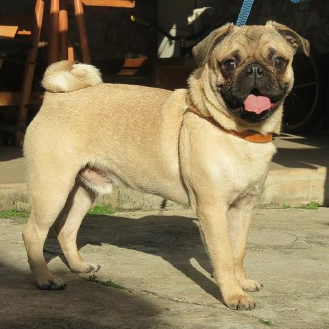 Procuro fêmea para cruzar