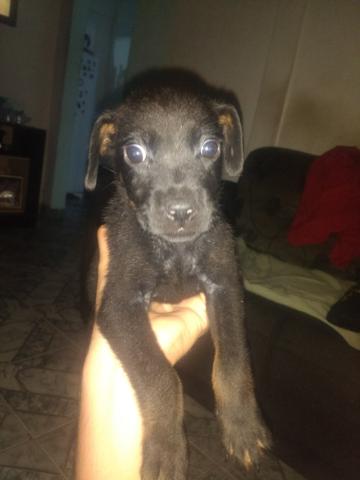 Rottweiler com Pitbull Macho