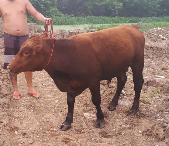 Vendo um touro e uma vaca prenha
