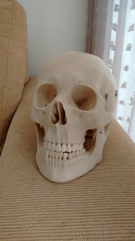 Crânio em resina para estudo anatômico