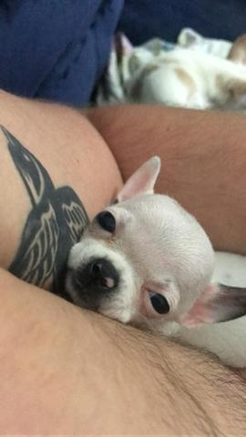 Chihuahua lindo machinho