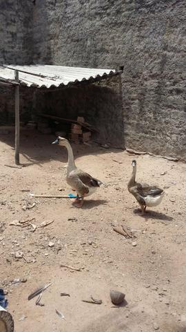 Ganços Africanos  o casal !