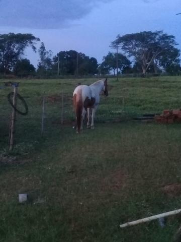 Garanhao.Vendo ou troco em gado