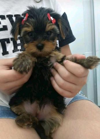 Yorkshire fêmea barbada