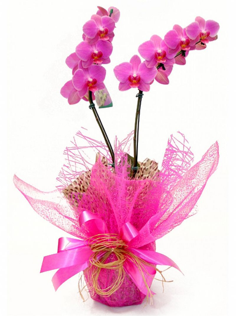 Можно ли дарить живым людям искусственные цветы. Упаковка орхидеи в горшке. Орхидея в горшке в подарок. Орхидея в упаковке. Упаковать орхидею.