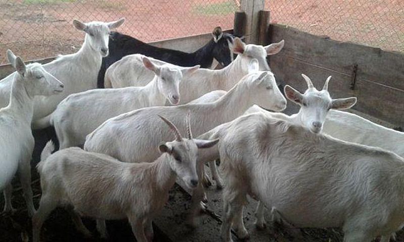 Cabras Murciana Compra E Venda Em Sorocaba Sao Paulo 🥇 【 OFERTAS ...