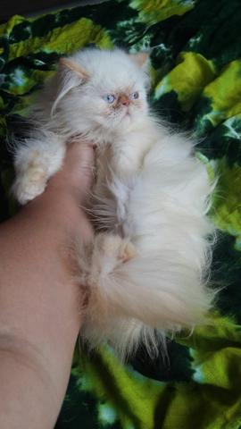 filhotes gato persa himalaia cara amassada 3 meses machos ðŸ¥‡ 【 OFERTAS