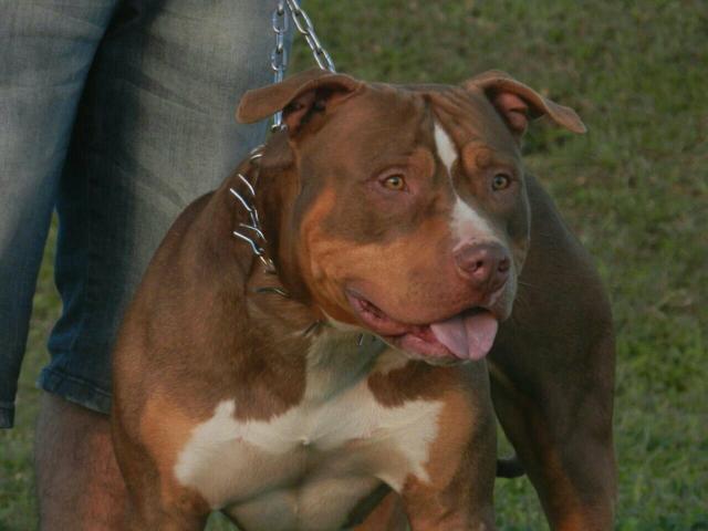 tri color american pitbull terrier