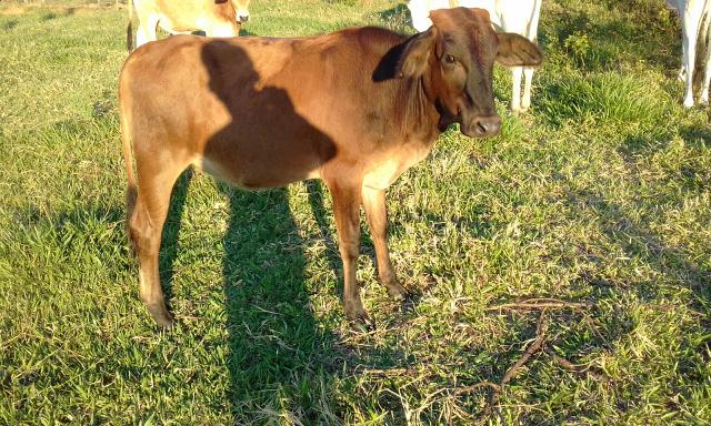 bezerra 🥇 【 OFERTAS 】 Vazlon Brasil