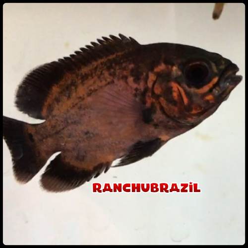 peixe oscar super red tiger padrao aa 🥇 【 OFERTAS 】 Vazlon Brasil