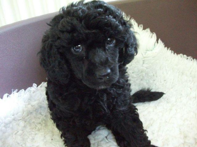 poodle 4 meses r 🥇 【 OFERTAS 】 | Vazlon Brasil