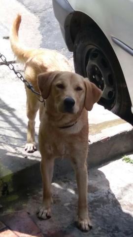 Cao Labrador De Meses Adora Brincar Ofertas Vazlon Brasil