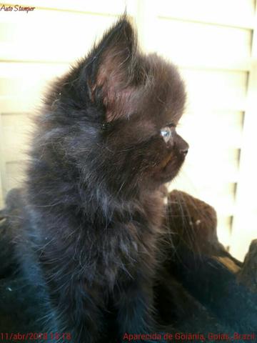 filhotes gato persa himalaia cara amassada 3 meses machos ðŸ¥‡ 【 OFERTAS