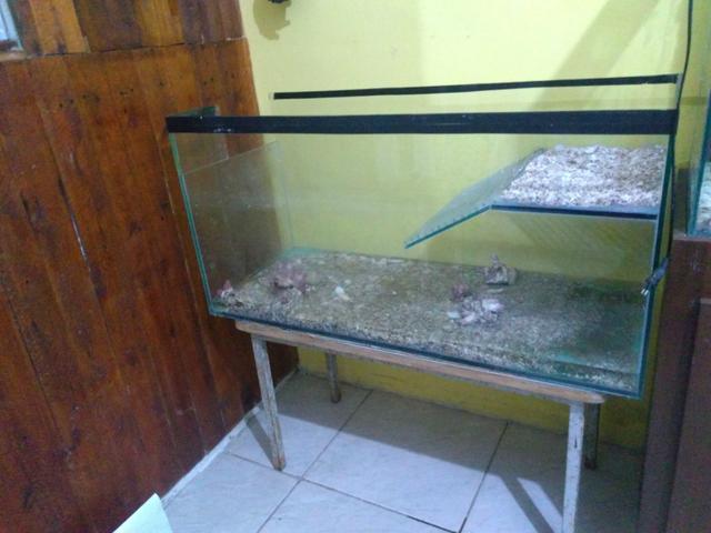 compro terrario para tartaruga tigre 🥇 【 OFERTAS 】 | Vazlon Brasil