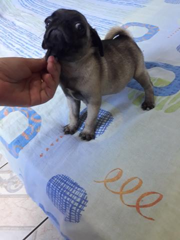 Vende Se Filhotes Pug Maco E Femea Apartir R OFERTAS Vazlon Brasil