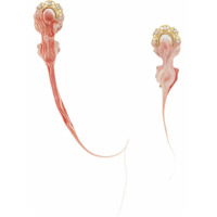 Ottolinger Par de brincos com esferas peroladas - Vermelho